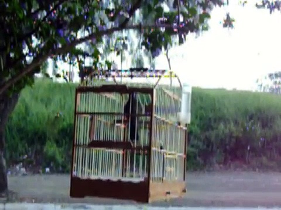Trinca Ferro Ligeirinho (Lemao)