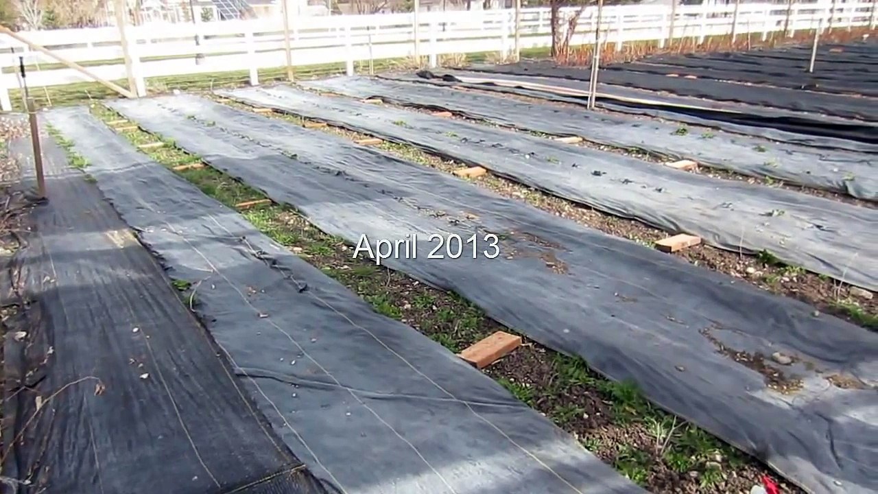 Off-Grid Homesteading: Garden Plan & Layout