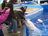 Beluga Whale Kisses
