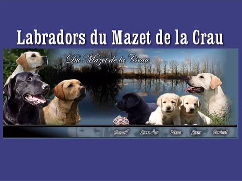 Chiots labradors 2015 : Les deux premières semaines.