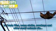 Help save the animals from being ELECTROCUTED in Costa Rica