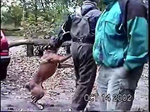 Police K9,German Police Dog, Deutscher Polizeihund,German Boxer, Deutscher Boxer, Schtzhund Boxer