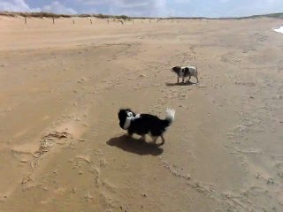 Le vent dans les poils