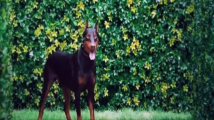 Jackie and Dobermans