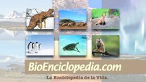 Características del Oso polar