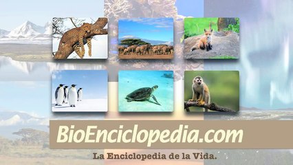 Características del Oso polar