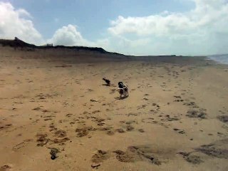 Les poilus à la plage