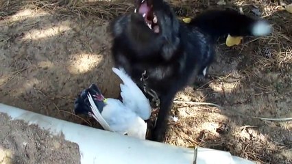 Laughing fox loves pigeon