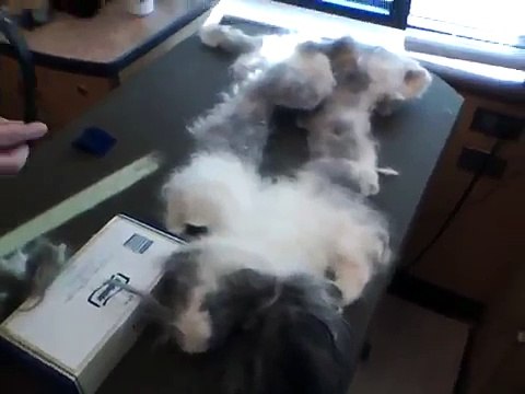 When Shih Tzus don't get groomed