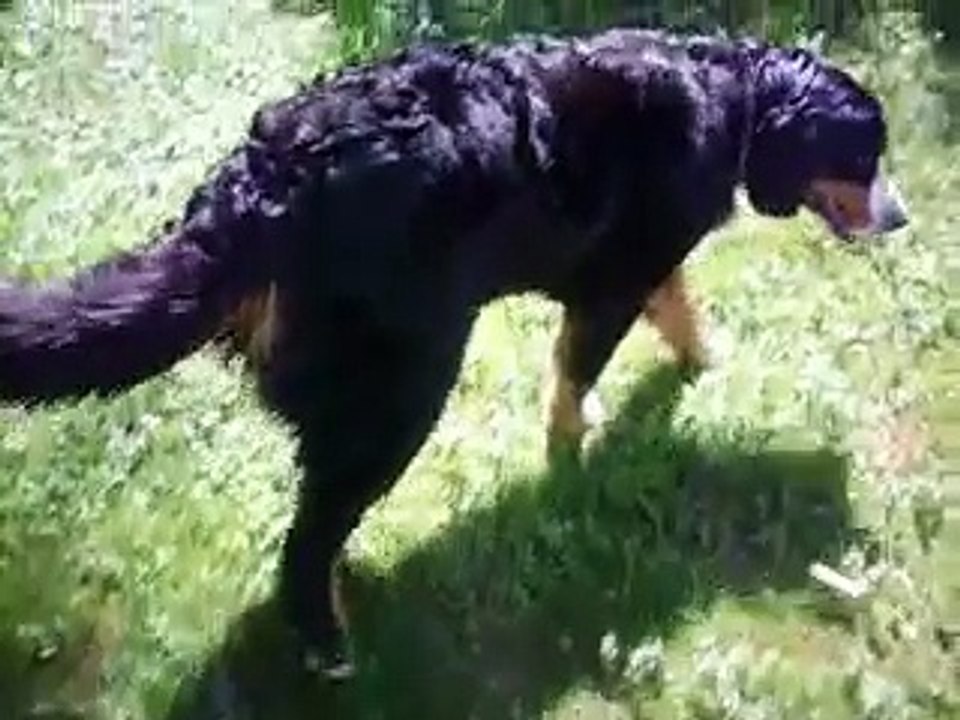 Bissiger Hund