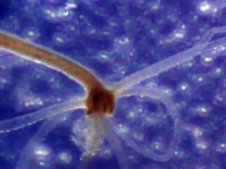 Hydra Eating a Cyclops