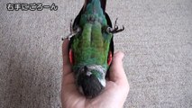 ウロコインコ： 【チビの上級芸】 Conure: Chibi Tricks - Bird Tricks
