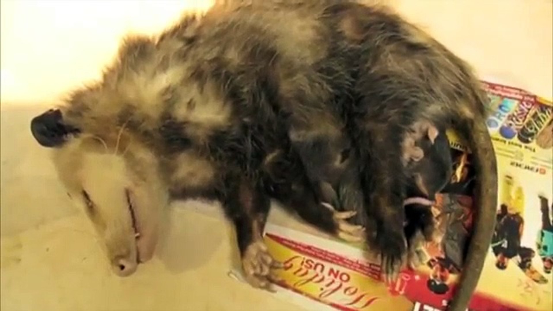 Dead opossum mom with live babies, Animal Advocates, Mary Cummins