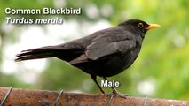 Blackbird - Common Blackbird Birdsong