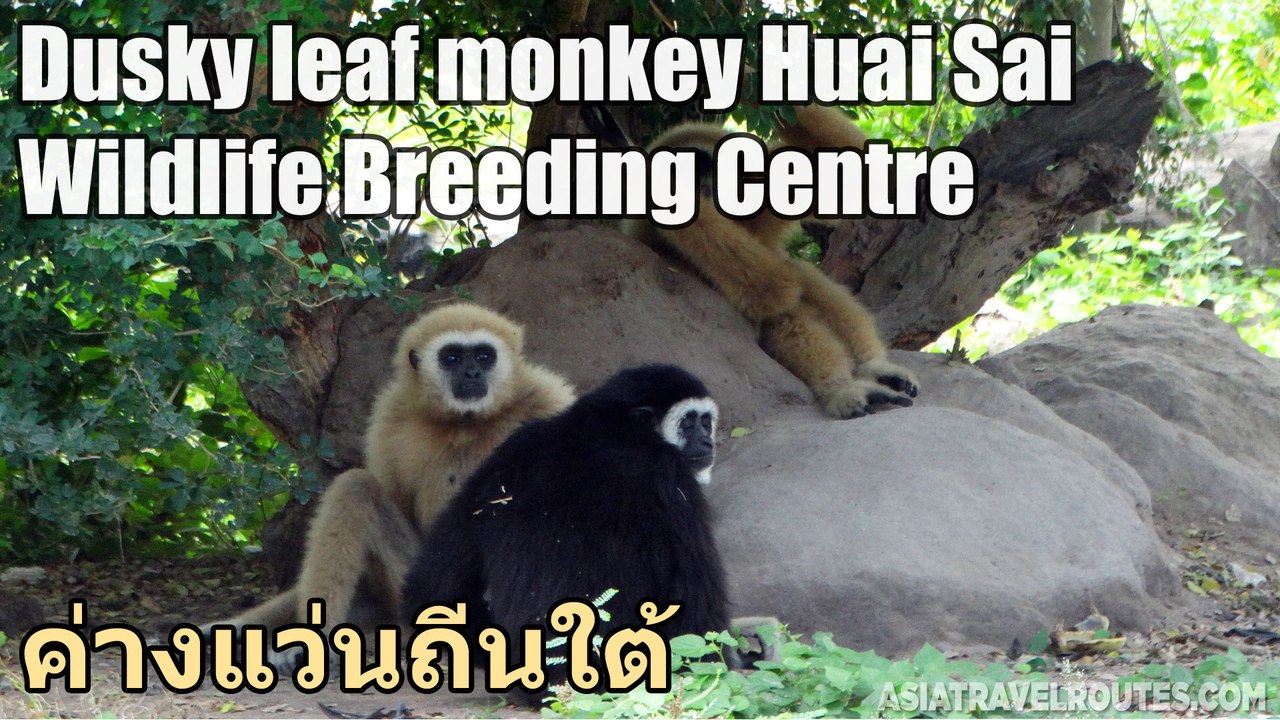 Dusky leaf monkey Huai Sai Wildlife Breeding Centre