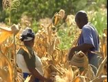 La météo sur les téléphones portables au secours des agriculteurs au Kenya
