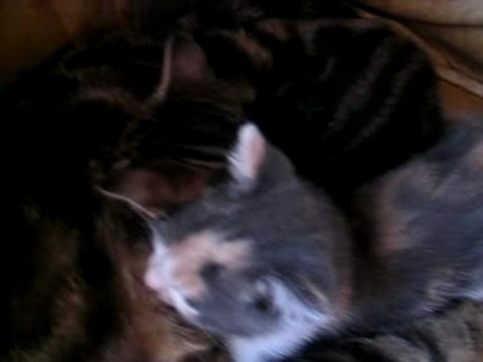 Photos chaton 031