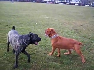 Cane corso and Dogue de bordeaux