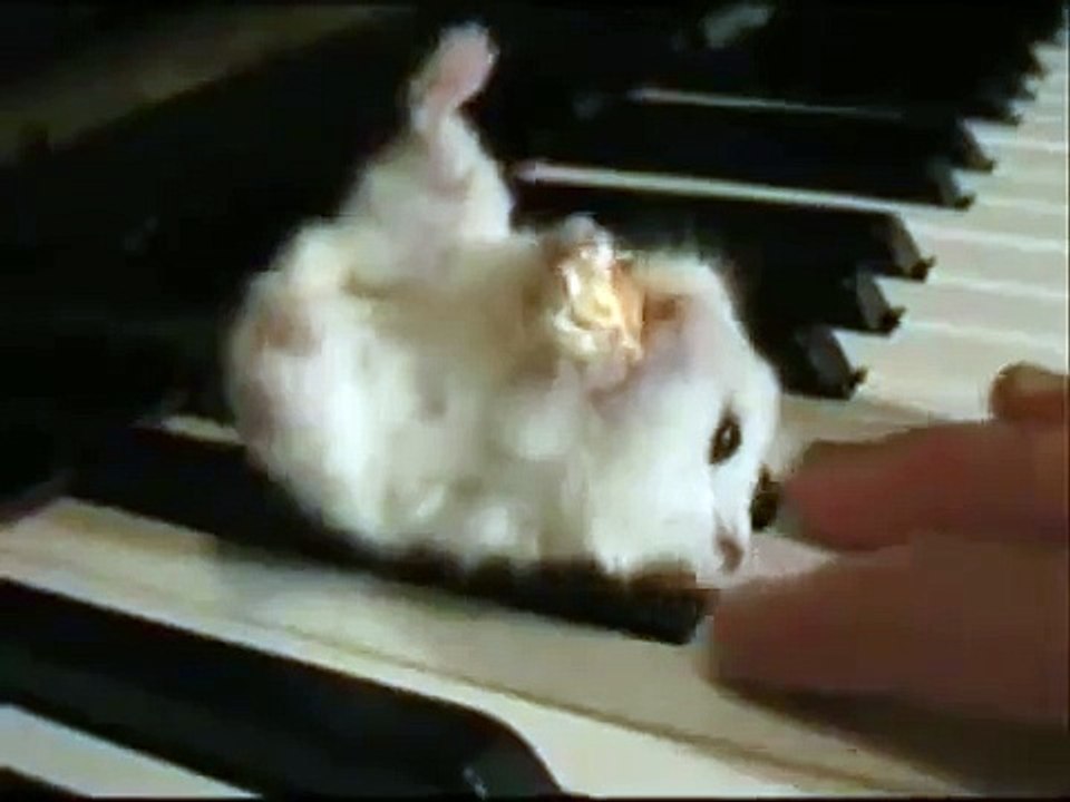 Hamster on a Piano