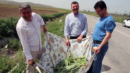 Ya kangala Ya mangala!