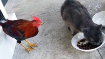 Rooster vs cat  horoz kedinin yemeğine göz dikiyor