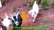 Baby Goat Gets SHOCKED by ELECTRIC FENCE