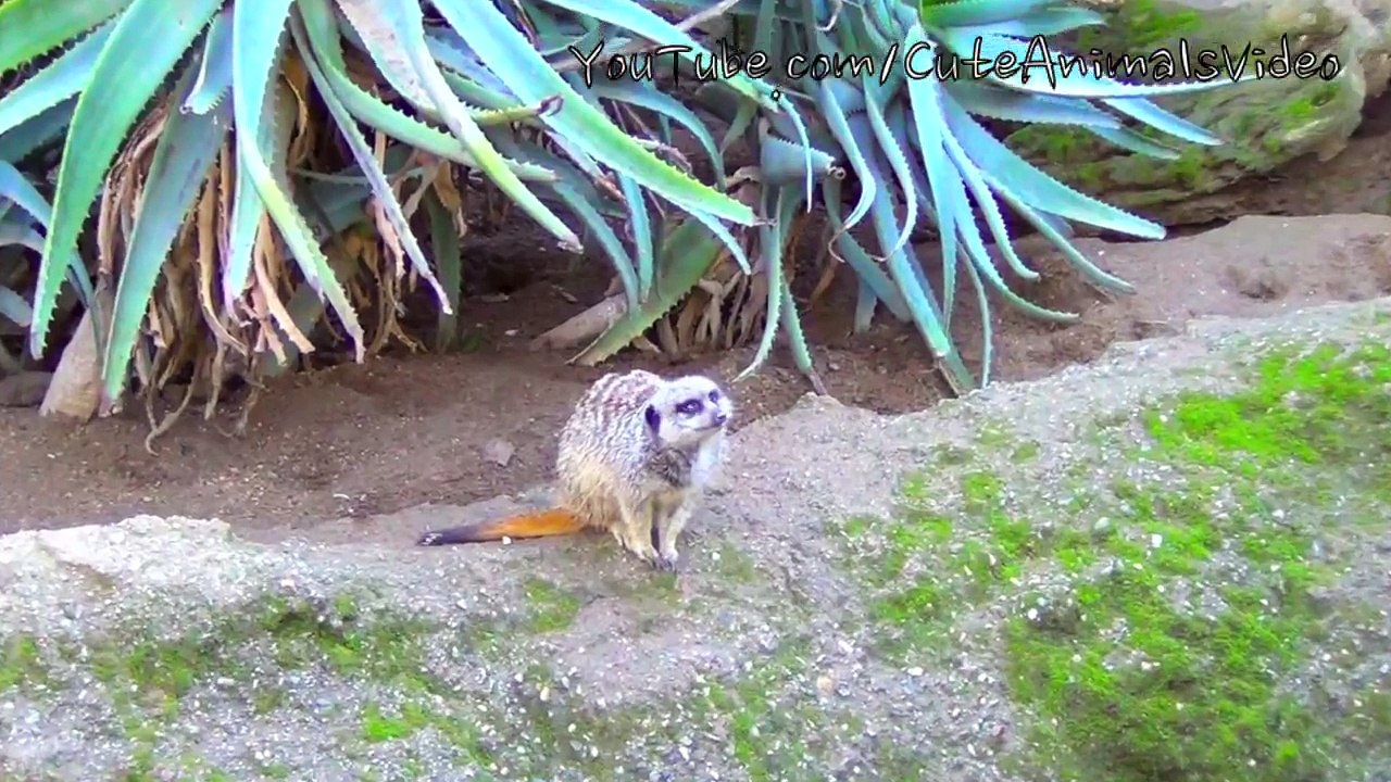 Meerkat runs around