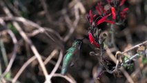 Beautiful Slow-Motion Video of Birds and Beetles