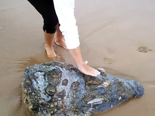 Enormous shark eats 3.5 meter crocodile