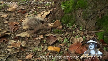 Python vs Opossum 01 - Dangerous Animals