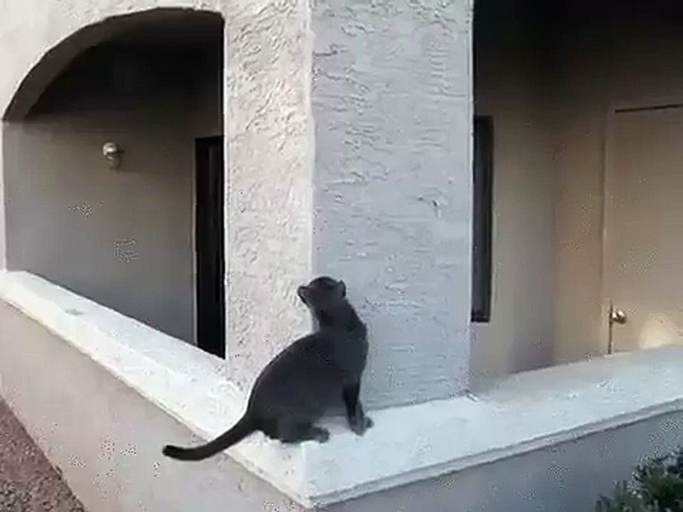 The Amazing Spidercat !