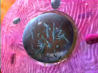 The Human Genome Project Video - 3D Animation Introduction