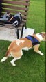 Funny dog shaking in slow motion!