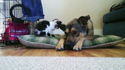 Tiny Kitten Meets Big Dog