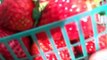 Grow your own Strawberries at Home.  Strawberry Information and More.