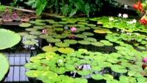 Waterlily Pond - At kew Gardens