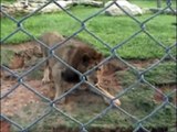 Un lion sent l'herbe sous pattes pour la 1ère fois