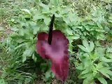 Voodoo Lily (Dracunculus vulgaris) in bloom