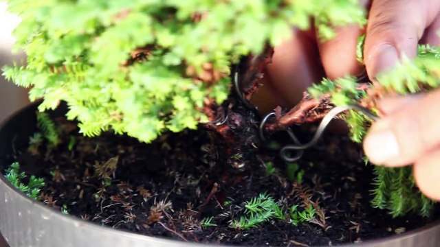 Bonsai Starter kit: How to make a Bonsai tree