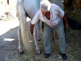 Andalusian Horse   Piaffe Passage Spanish walk
