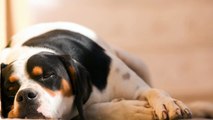 Improve separation anxiety in your dog with Relax My Dog music. Music for dogs and pets.