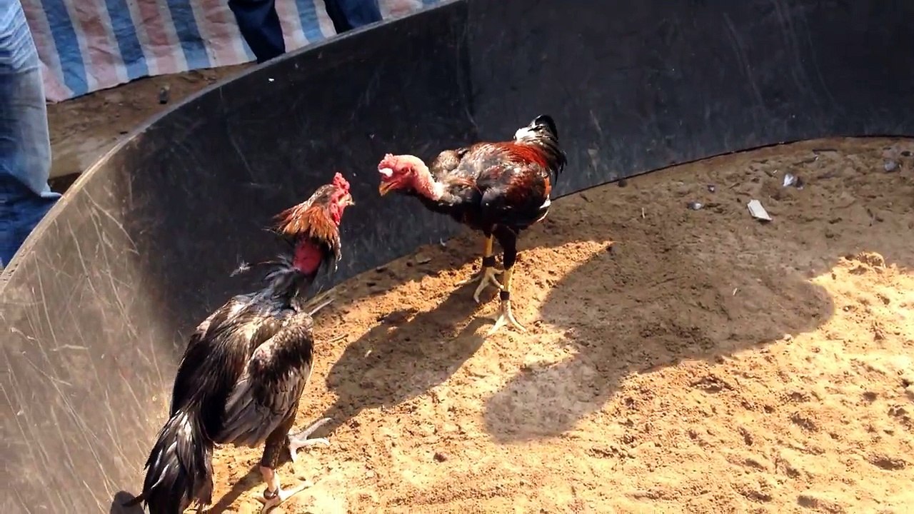 Xám Đầu to - vần cắt tai 5 - Gà chọi