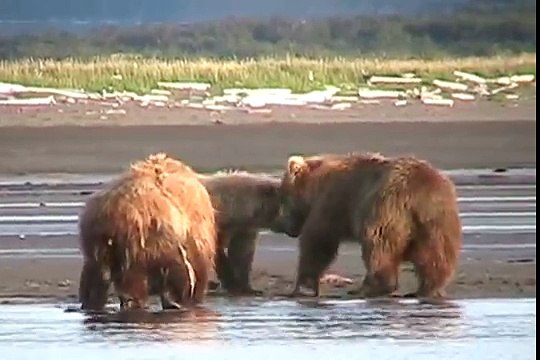 MOTHER GRIZZLY ATTACKS, bear Fight- Alaska, Katmai