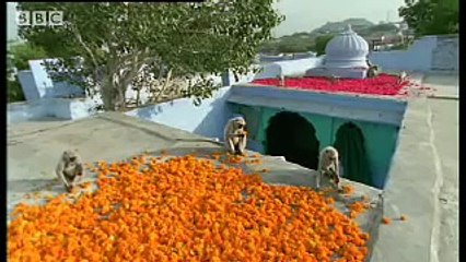 Baby monkey funeral - Monkey Warriors - BBC animals