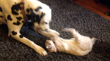 Cutest Play Fight Ever Between Dalmatian and Kitten