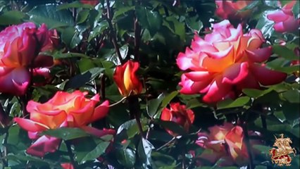 ♛♫♥ Ico - Restless (Original Mix) ♥♫♛