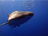 Diving With Whale Shark - Ras Umm Sid, Sharm El Sheikh, Red Sea, Egypt
