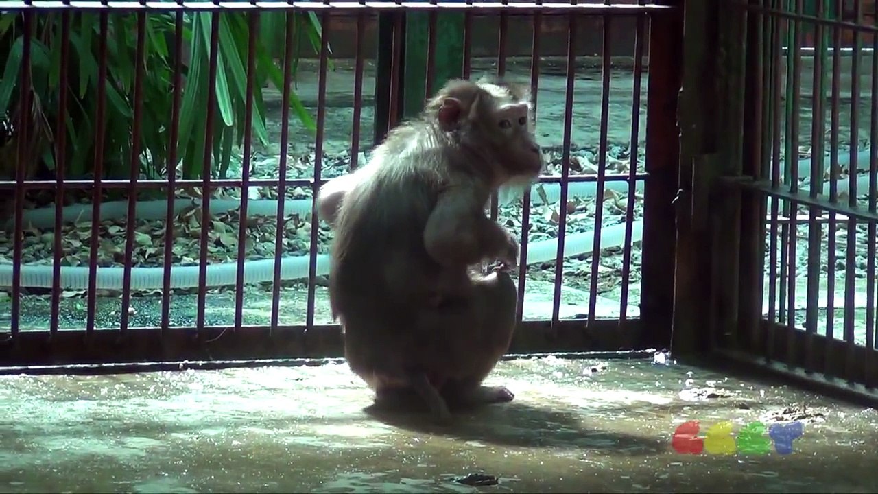 Poor Baby Monkey 2012 / 03 / 01