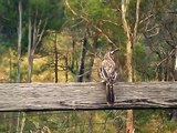 Wattle bird doing its thang