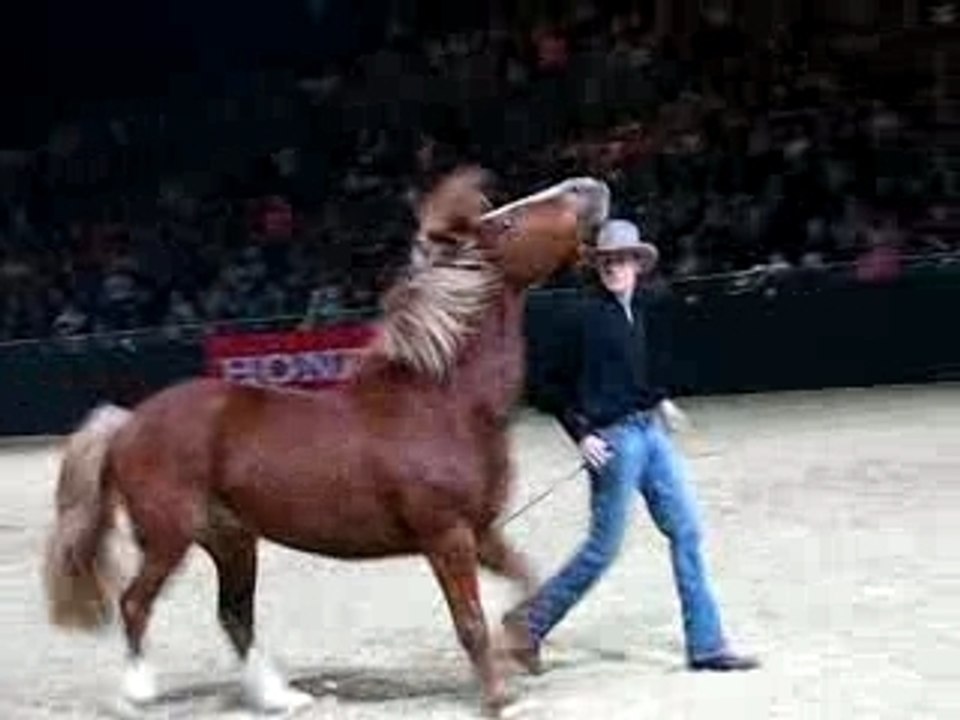 Natural horsemanship Honza Bláha